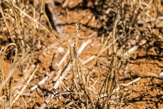 Climate change damaged wheat crop