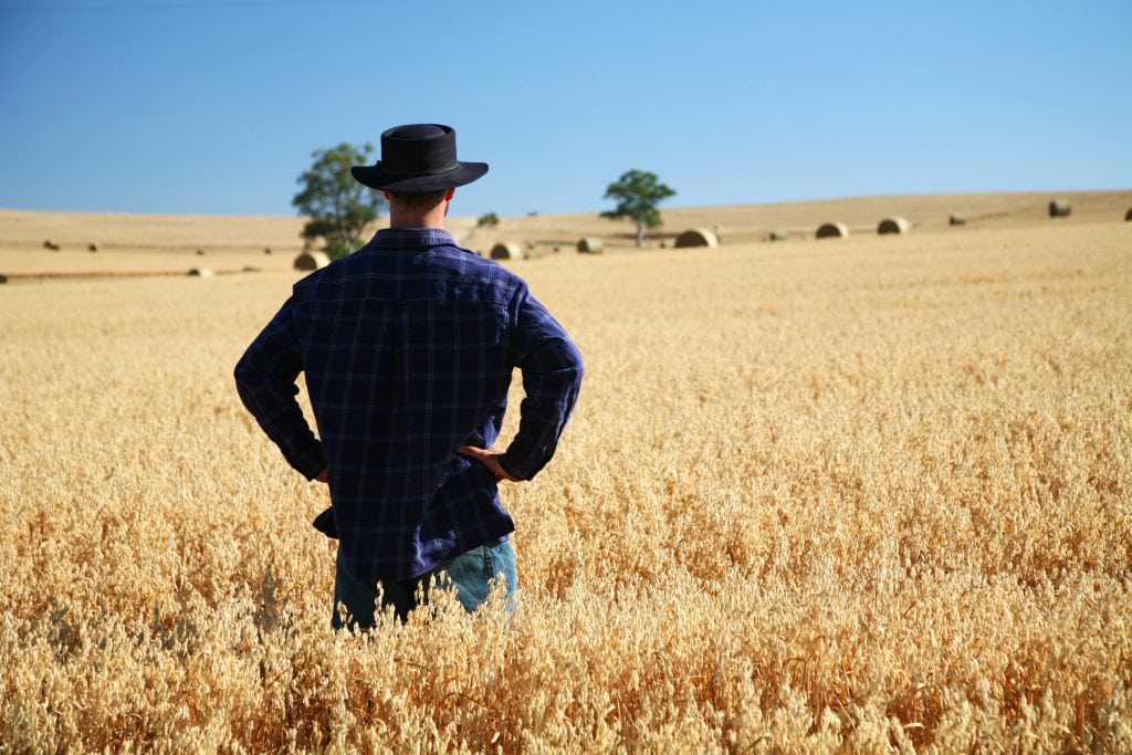 How climate change could threaten Victoria’s wheat crops